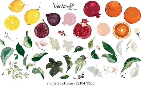 Conjunto vectorial de frutas - granada, higo, naranja, limón. Gran paquete, dibujado a mano, estilo acuarela