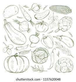 Vector set of fruits and vegetables. Hand drawing. Autumn harvest. Healthy food.