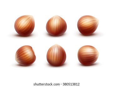 Vector Set of Full Unpeeled Realistic Hazelnuts Close up Isolated on White Background