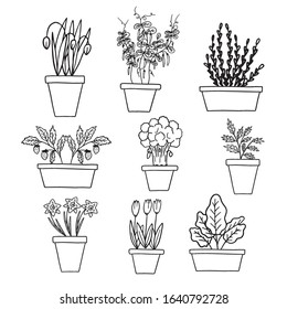 Vector set of garden vegetables and flowers illustration isolated on white background, great element for your design.