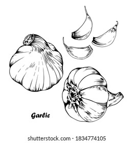 Conjunto vectorial de ajo. Ilustración dibujada a mano aislada en fondo blanco.
