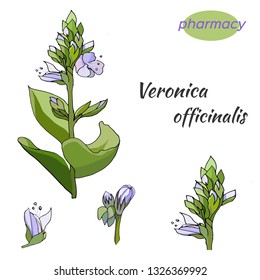 Vector set of gentle flowers on a white background. The medicinal plant of Verónica officinalis is drawn in ink for decoration.
