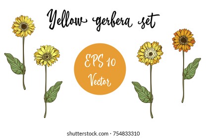 Vector set of Gerbera daisy yellow flowers and green leaves on white background.
