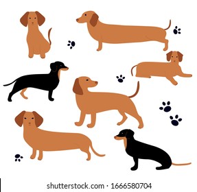 Vector set with German badger-dog. Cute cartoon character. Different dachshund poses.