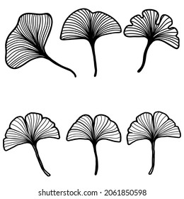 Vector Set Ginkgo biloba leaves. Botanical line art. Botanical drawing, use for logo, pattern, printing