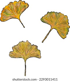 vector set, ginkgo biloba leaves, element for design