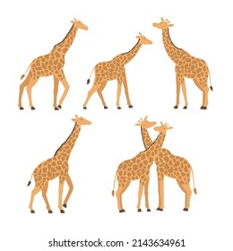vector set of giraffes in different poses, collection of animals