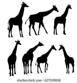 Vector Set Giraffes Silhouettes Hand Drawn Stock Vector (Royalty Free ...