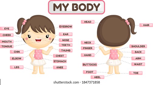 Un conjunto vectorial de piezas de cuerpo femenino con nombres detallados de las partes 