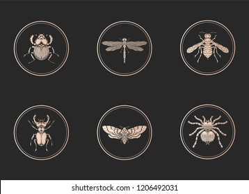 Vector set of gold icons with insects on black background. Collection of round icons.