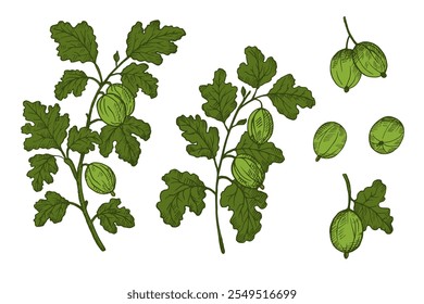 Vector set with Gooseberry drawing on isolated background. Hand drawn engraved berries harvest, branches and fruits of sweet gooseberries for label, logo, paper, design, sign, card. Food illustration