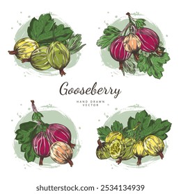 Vector set of gooseberry twigs with ripe berries and beautiful leaves hand-drawn. This natural illustration highlights the beneficial properties of organic products