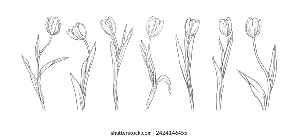 Vector set of graceful tulips on a long stem. Collection of spring flowers