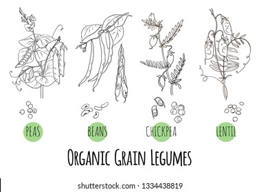 Vector set of grain legumes, pulses plants sketches: peas, beans, chickpea and lentil. Healthy food, bio, organic, green, natural product