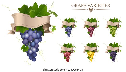 Vector set of grape variety. Bunch of grapes isolated. A bunch of grapes with a ribbon label.