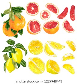 Vector set with grapefruit and lemon citrus fruits and slices in realistic graphic illustration