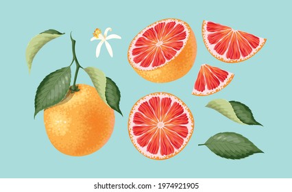 Vector set of grapefruit, the whole fruit, slices, leaves and flower in realistic style