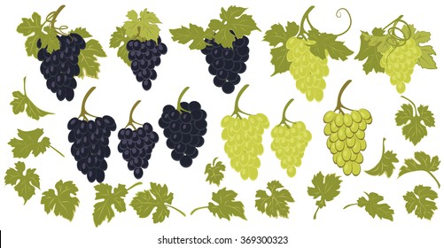 Vector set of grapes and grape leaves. Bunches of black and green grapes and grape leaves design to create compositions.