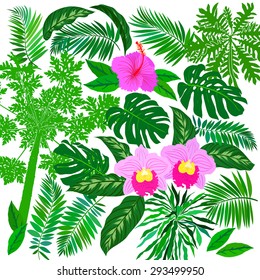 Vector set of graphic elements with leafs inspired by tropical nature, plants like palm trees, ferns in multiple green colors, hibiscus flowers and pink orchids