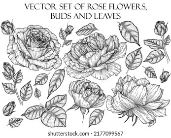 Vector set of graphic linear rose flowers, buds and leaves