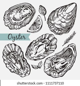 Vector set with graphic oysters