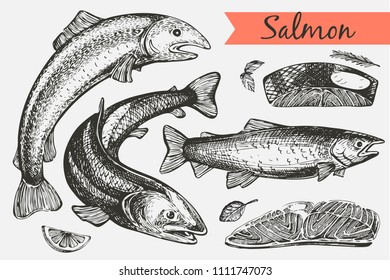 Vector set with graphic salmon - fish and fillet