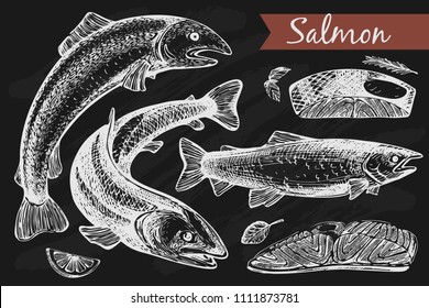 Vector set with graphic salmon - fish and fillet on the black background