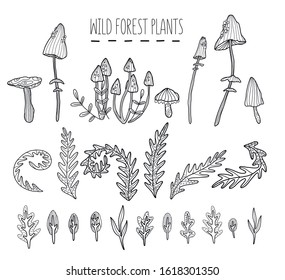 Vector set of graphic wild forest plants. Outline forest nature illustration with ferns, mushrooms and different types of leaves