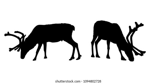 Vector set of grazing reindeer silhouettes with horns.