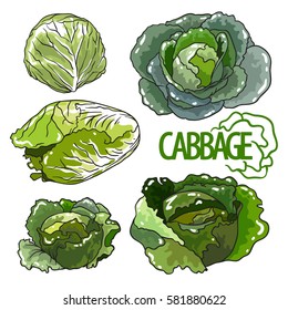 Vector set of green cabbage with text. Isolated on white background.