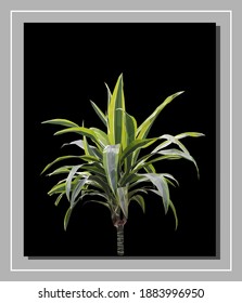 Vector set of green dracaena isolated on black background. Bright sunny summer detailed and accurate palm tree design in triangular low poly style. Floral design element.