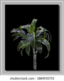 Vector set of green dracaena isolated on black background. Detailed and accurate palm tree design in triangular  wireframe low poly style.  Floral design element.
