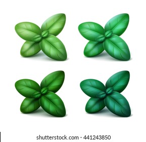 Vector Set of Green Fresh Basil Leaves Close up Isolated on White Background