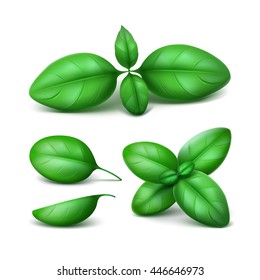 Vector Set of Green Fresh Basil Leaves Close up Isolated on White Background