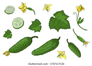 Vector set with green fresh cucumber. Isolated cucumbers with stems, leaves, yellow flowers, whole and sliced. Summer harvest. For template, cards, menu, cosmetic, dietary and medical brochures.