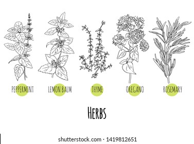 Vector set of green herbs and plants sketches: peppermint, lemon balm, thyme, oregano and rosemary. Healthy food, bio, organic, natural product, spices, herbal tea
