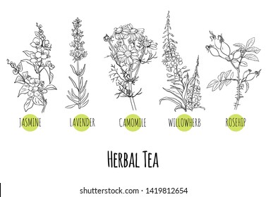 Vector Set Of Green Herbs And Plants Sketches: Jasmine, Lavender, Chamomile, Willow Herb And Rose Hip. Healthy Food, Bio, Organic, Natural Product, Herbal Tea, Spices