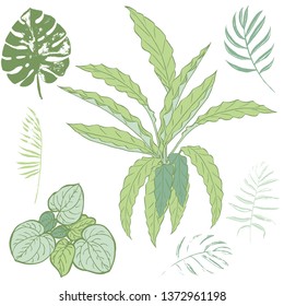 Vector set of green and khaki tropical leaves of palm trees on a white background. Vector grunge leaves. Tropical illustration. Jungle foliage. Cool floral wallpaper