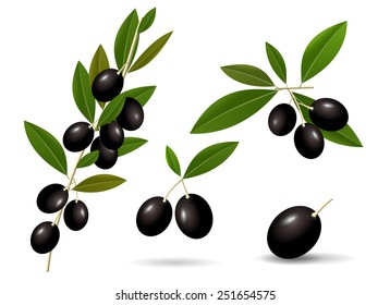 Vector set of green leafy twigs with healthy ripe black olives isolated on white background