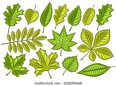 Conjunto de vectores de hojas verdes, colección de muchas ilustraciones cortadas hoja de temporada primavera para herbario, grupo de dibujos animados diseño de rowan verde sprig y muchas hojas diversas con tallos sobre fondo blanco.