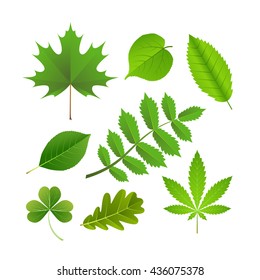 Vector set of green leaves isolated on a white background. Vector tree leafs set. Vector design elements