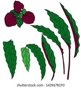 Vector set of green and maroon tropical leaves of palm trees on a white background. Vector grunge leaves. Tropical illustration. Jungle foliage. Cool floral wallpaper