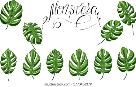 conjunto vectorial de hojas verdes de monstera y letras para textiles, imprimir