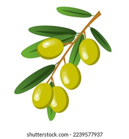 Vector set with green olives. Twigs with olives with leaves, individual berries. The concept of vegetables and healthy eating.