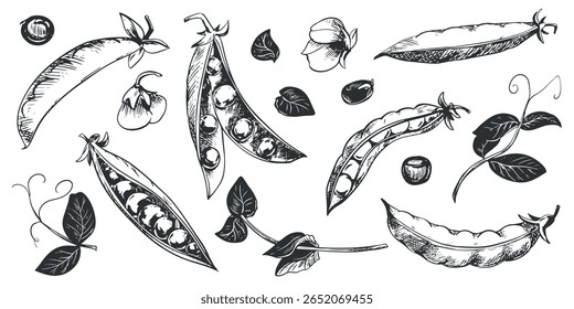 Vector set with green pea pods, leaves, flowers and shoots. Bean pod, seeds visible. Imitation of engraving technique. Useful vegetable crop. Peas are hand-drawn with black ink on a white background.