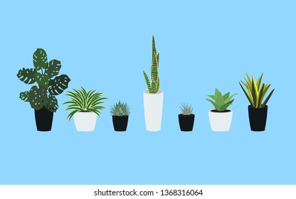 Vector set green plant in pot. House plants isolated on blue background. Flat vector illustration.