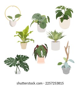 Ein Vektorset grüner Pflanzen - botanische Illustration