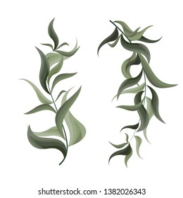 Vector set of green plants.  The flora elements of design. Collection of herbs on white background.