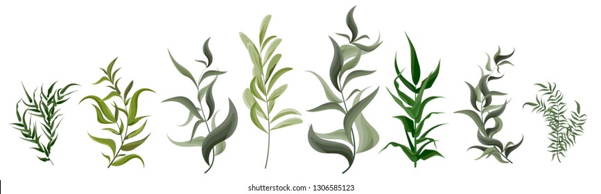 Vektorillustration mit Grünpflanzen. Pflanzen mit langen, scharfen Blättern. Die Flora Elemente des Designs. Kräutersammlung auf weißem Hintergrund.