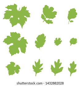 Vector set of green silhouettes of leaves on a white background. Leaves of grapes, currant and chrysanthemum.